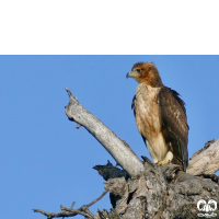 گونه عقاب پر پا Booted Eagle 